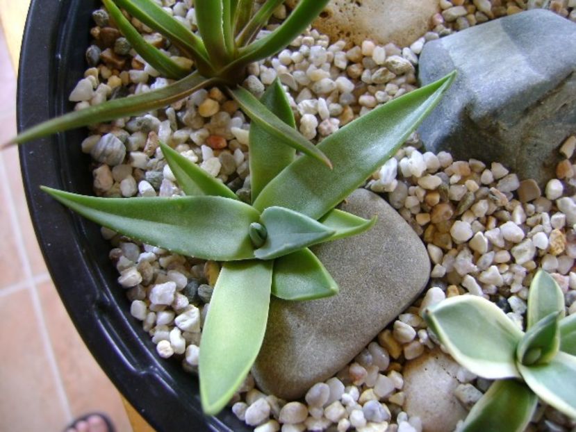 Agave sp. din seminte - Agave si Yucca 2018