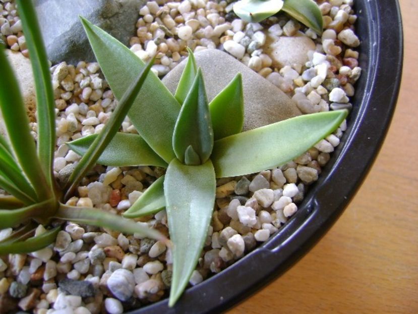 Agave sp. din seminte - Agave si Yucca 2018