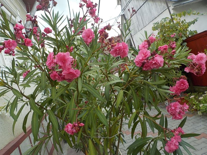  - roseum plenum 21