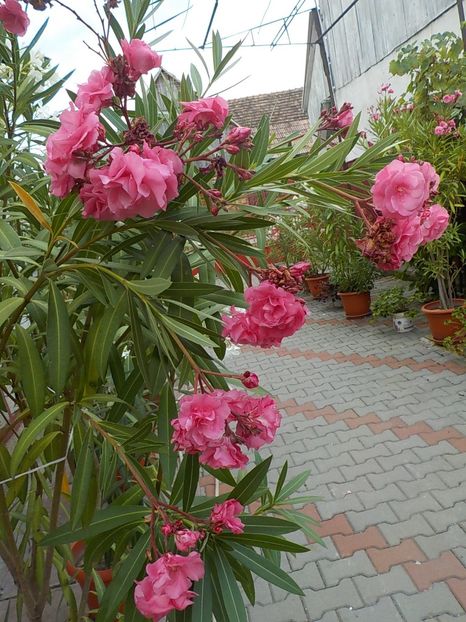  - roseum plenum 21