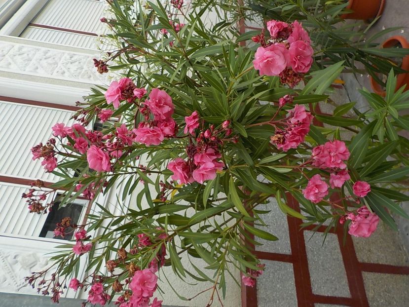  - roseum plenum 21
