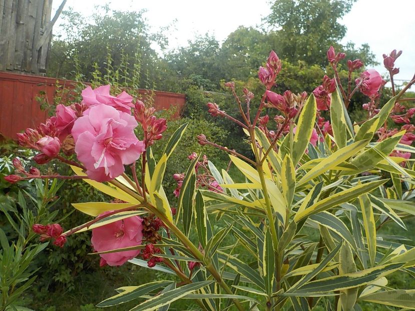  - variegat nr 24