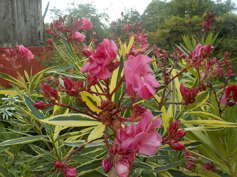  - variegat nr 24