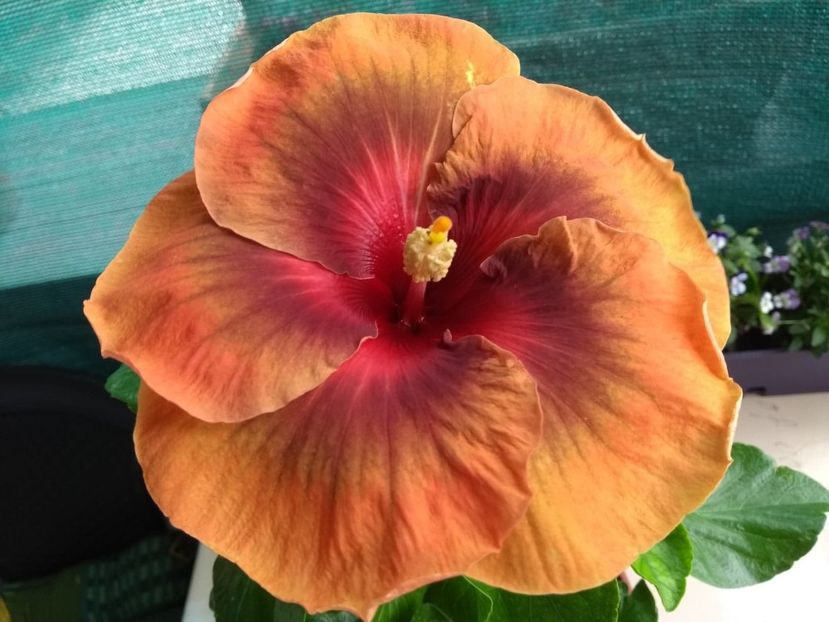 Tah.Dark Congo - 0Hibiscus in colectie infloriti