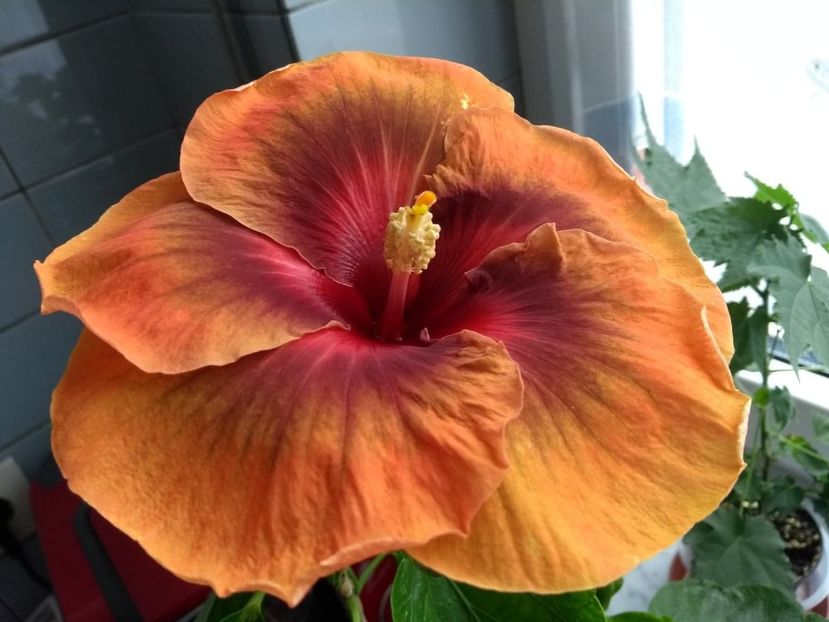 Tah.Dark Congo - 0Hibiscus in colectie infloriti