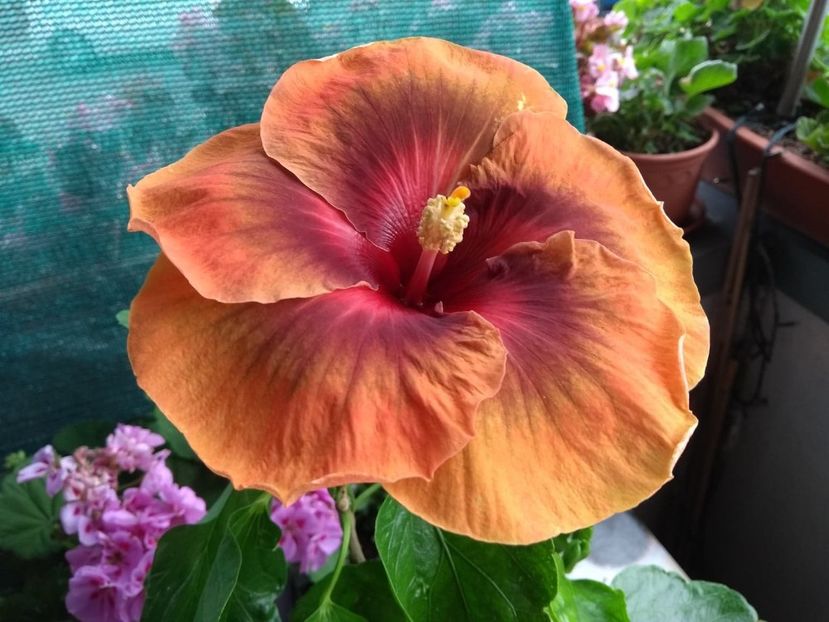 Tah.Dark Congo - 0Hibiscus in colectie infloriti