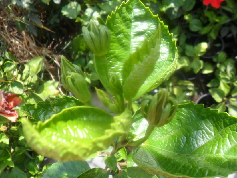 puiut pus in martie - metoda mea de germinare a semintelor de hibiscus tropical