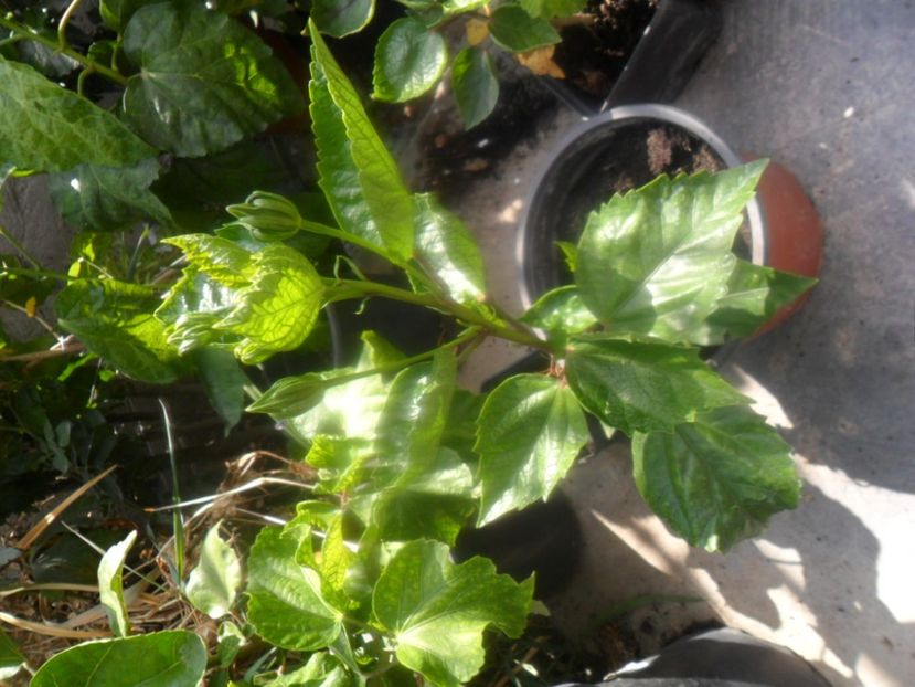 virsta 6 luni - metoda mea de germinare a semintelor de hibiscus tropical