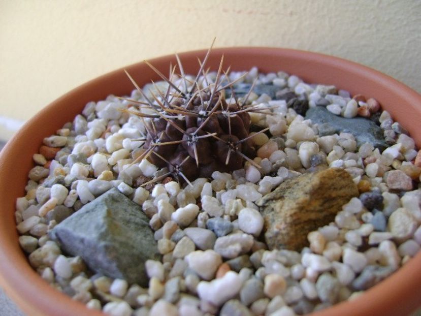 Gymnocalycium gibbosum v. nigrum - Cactusi 2018 Gymnocalycium