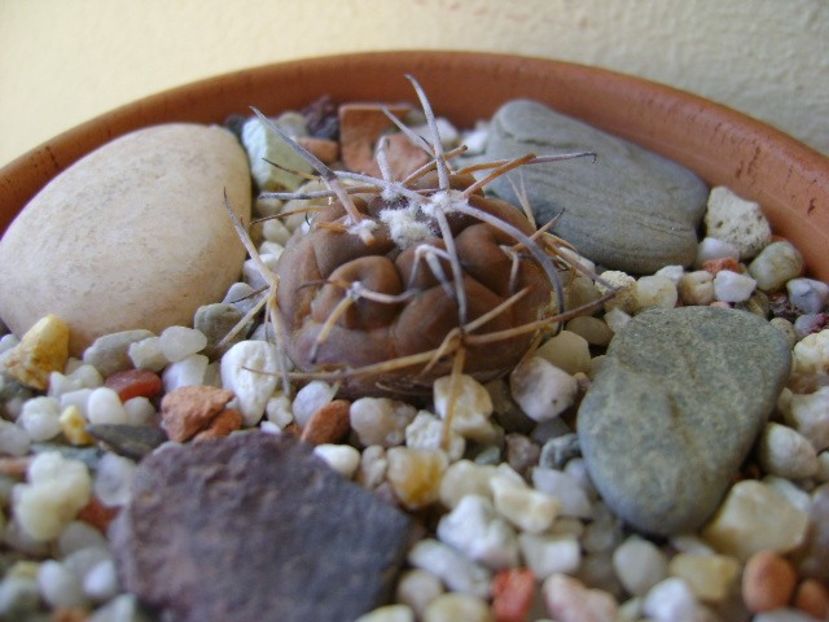 Gymnocalycium spegazzinii v. sarkae, KP54, San Felipe, AG - Cactusi 2018 Gymnocalycium