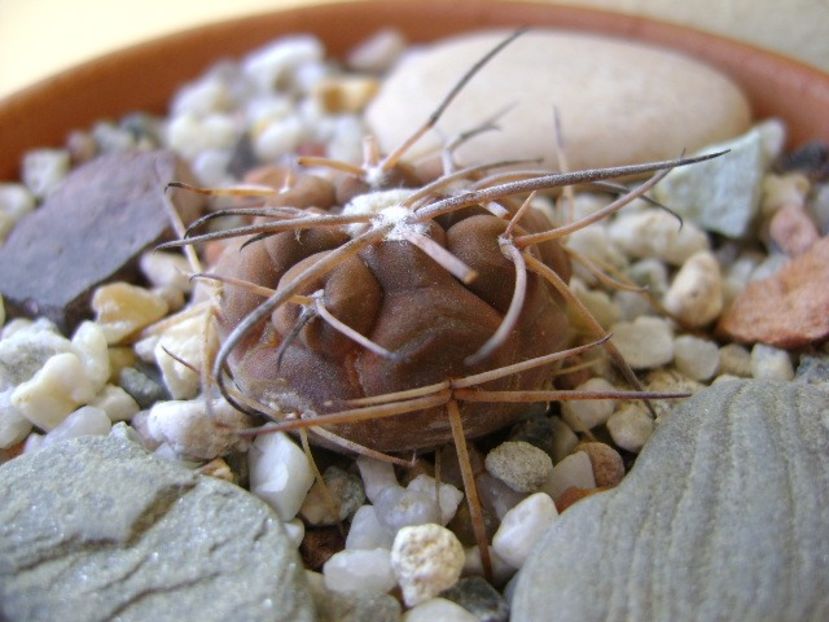 Gymnocalycium spegazzinii v. sarkae, KP54, San Felipe, AG - Cactusi 2018 Gymnocalycium
