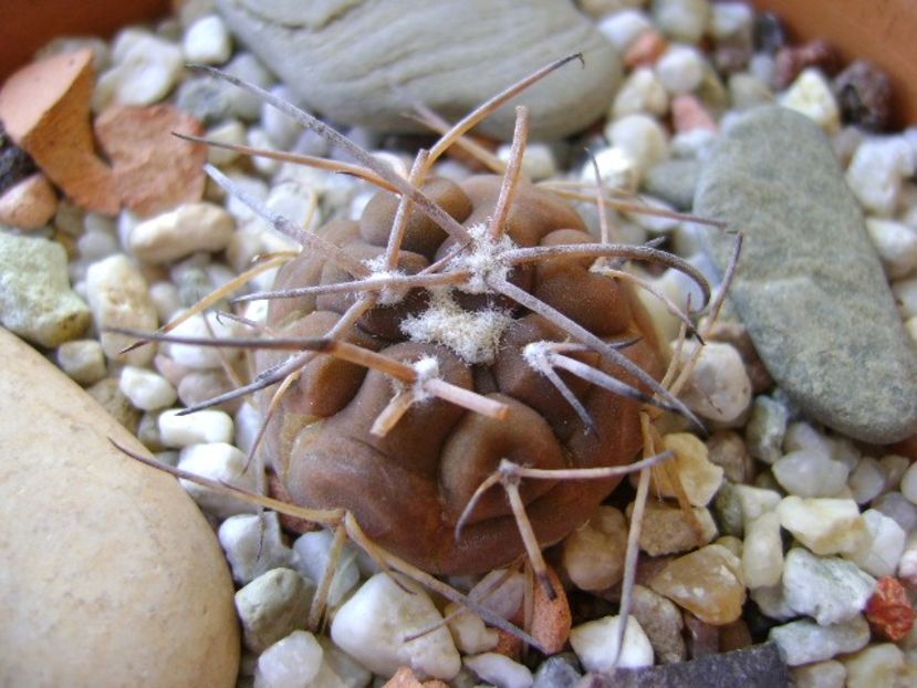 Gymnocalycium spegazzinii v. sarkae, KP54, San Felipe, AG - Cactusi 2018 Gymnocalycium