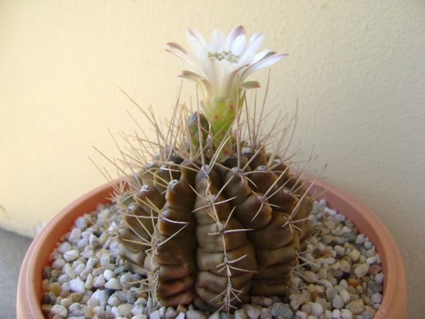 Gymnocalycium mihanovichii - Cactusi 2018 Gymnocalycium