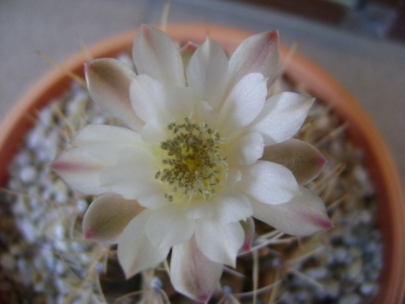 Gymnocalycium mihanovichii - Cactusi 2018 Gymnocalycium
