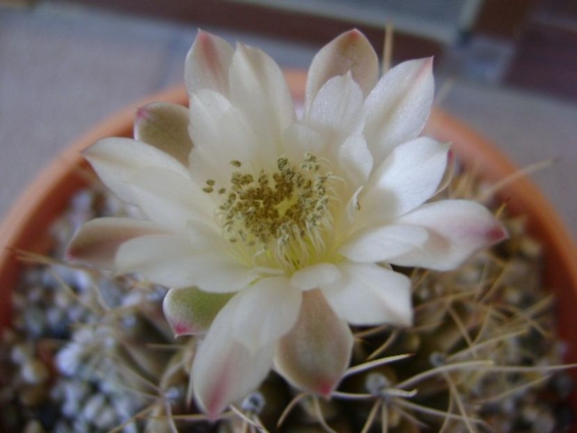 Gymnocalycium mihanovichii - Cactusi 2018 Gymnocalycium