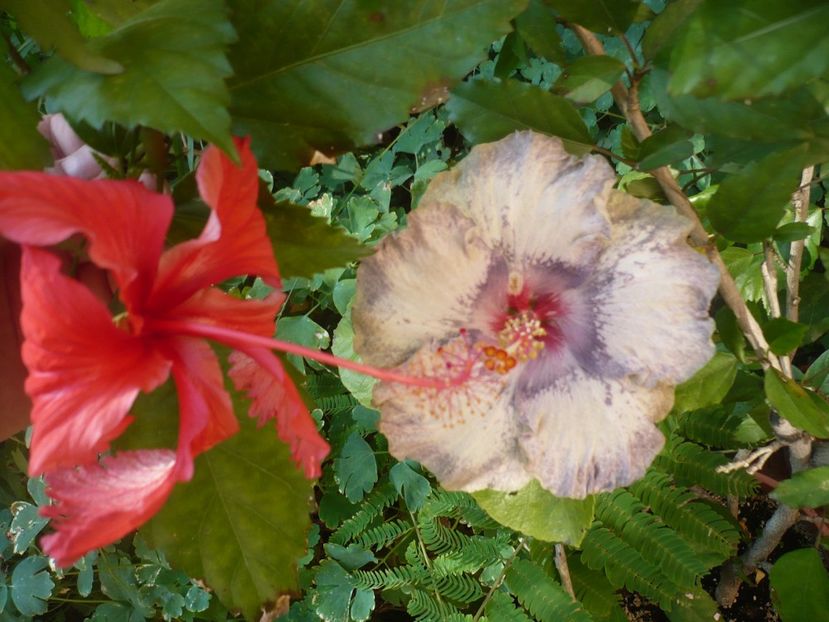 P1390787 - HIBISCUSI 2018-3