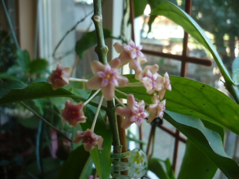 24.08.2018 - HOYA 2018-2