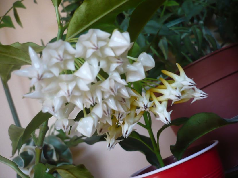 P1390773 - HOYA 2018-2