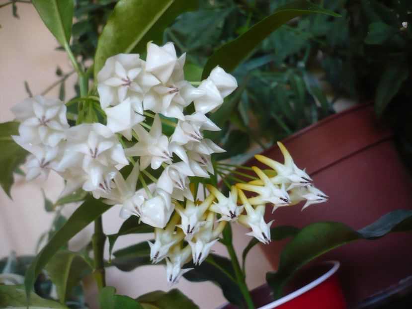 P1390775 - HOYA 2018-2