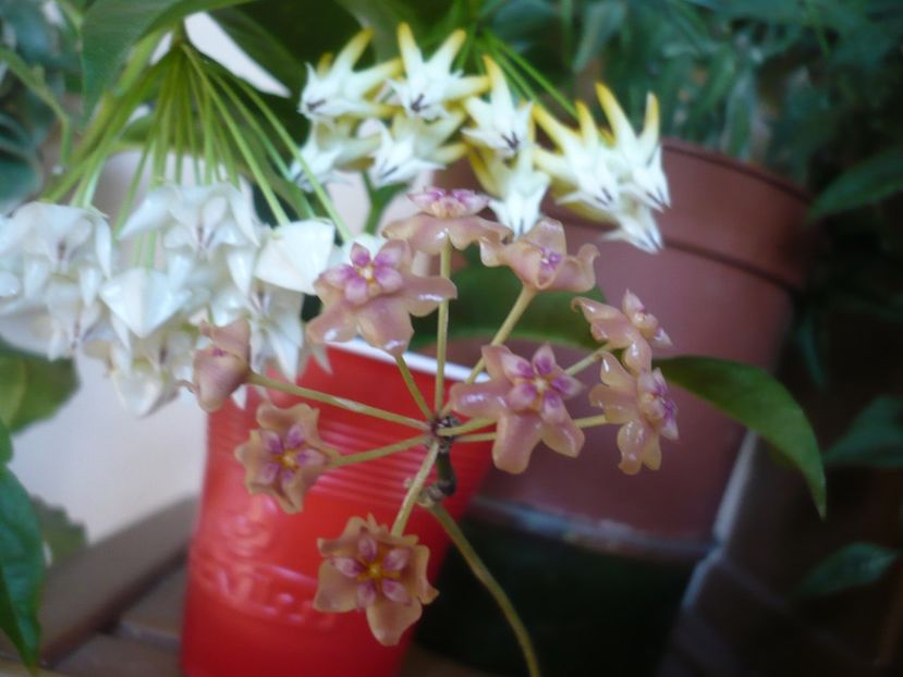 P1390776 - HOYA 2018-2