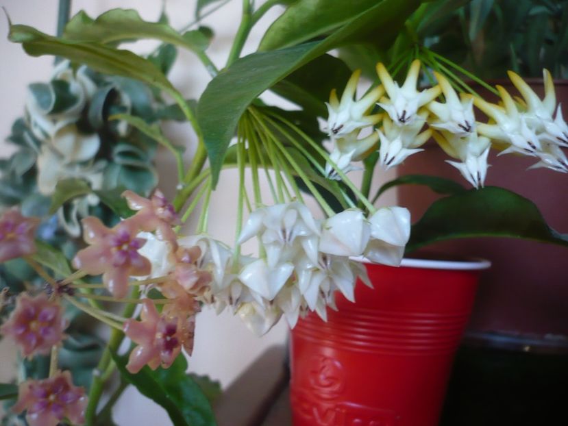 P1390778 - HOYA 2018-2