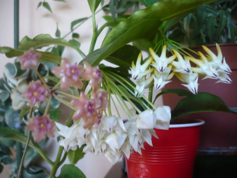 P1390780 - HOYA 2018-2