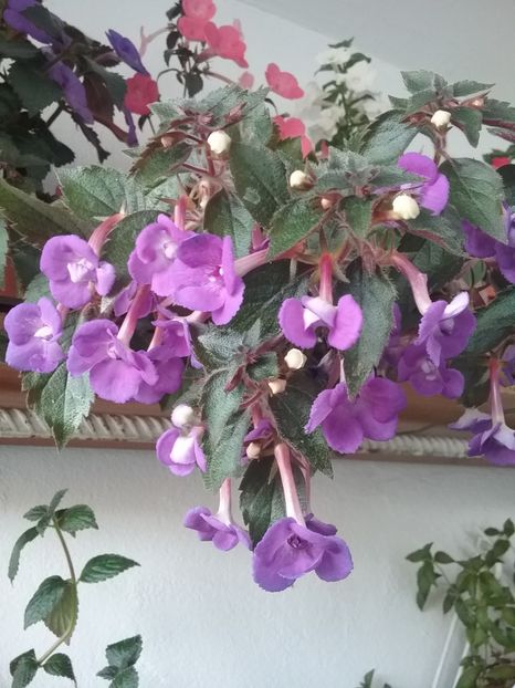  - Violaceea semiplena