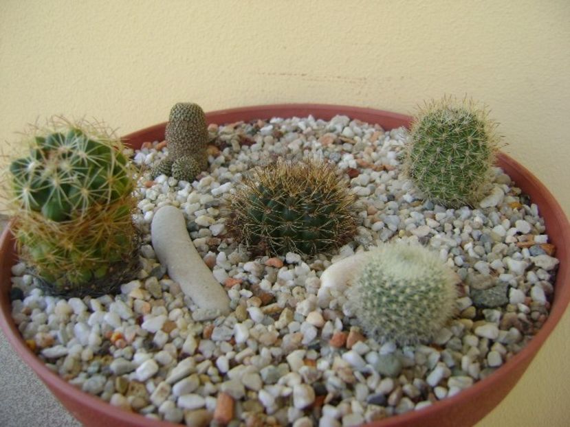 Grup de 5 cactusi - Cactusi 2018 continuare