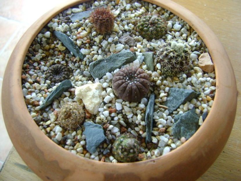 Grup de 7 Frailea - Cactusi 2018 continuare
