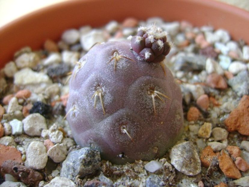 Tephrocactus geometricus - Cactusi 2018 continuare