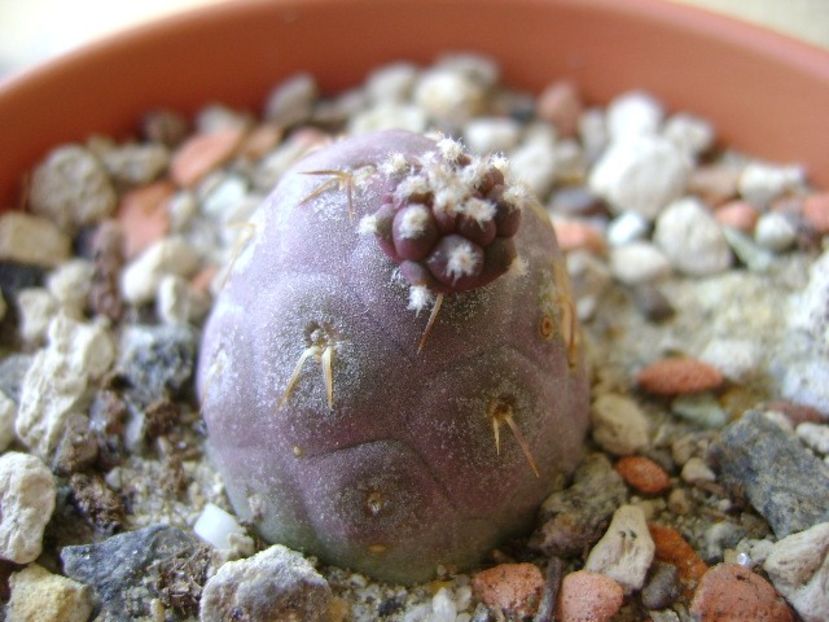 Tephrocactus geometricus - Cactusi 2018 continuare