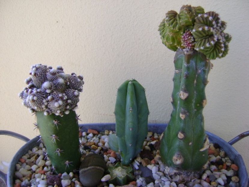 Grup de 3 cactusi - Cactusi 2018 continuare