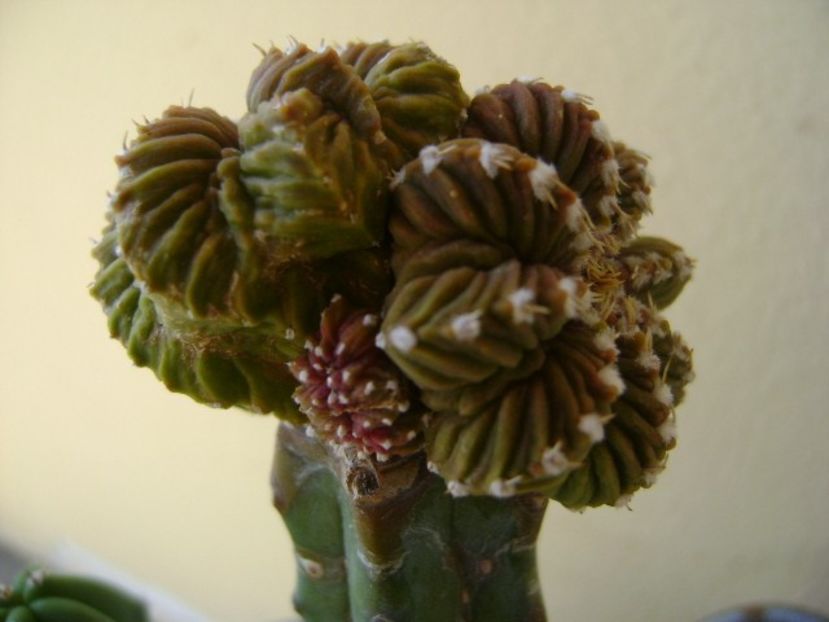 Aztekium valdezii Linares, Nuevo León, Mx. (altoit) - Cactusi 2018 continuare
