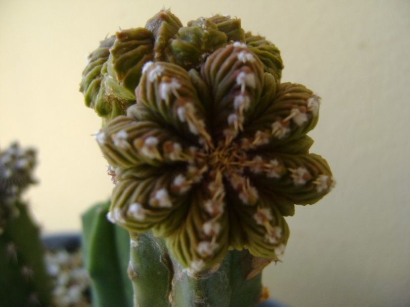 Aztekium valdezii Linares, Nuevo León, Mx. (altoit) - Cactusi 2018 continuare