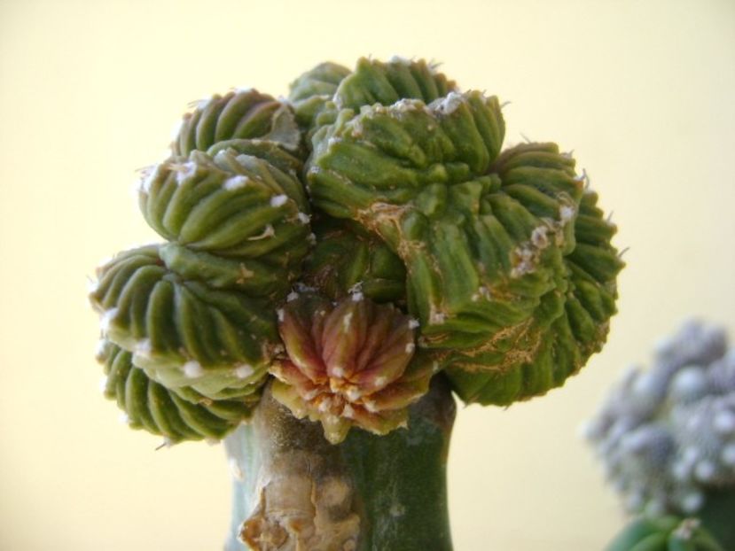 Aztekium valdezii Linares, Nuevo León, Mx. (altoit) - Cactusi 2018 continuare