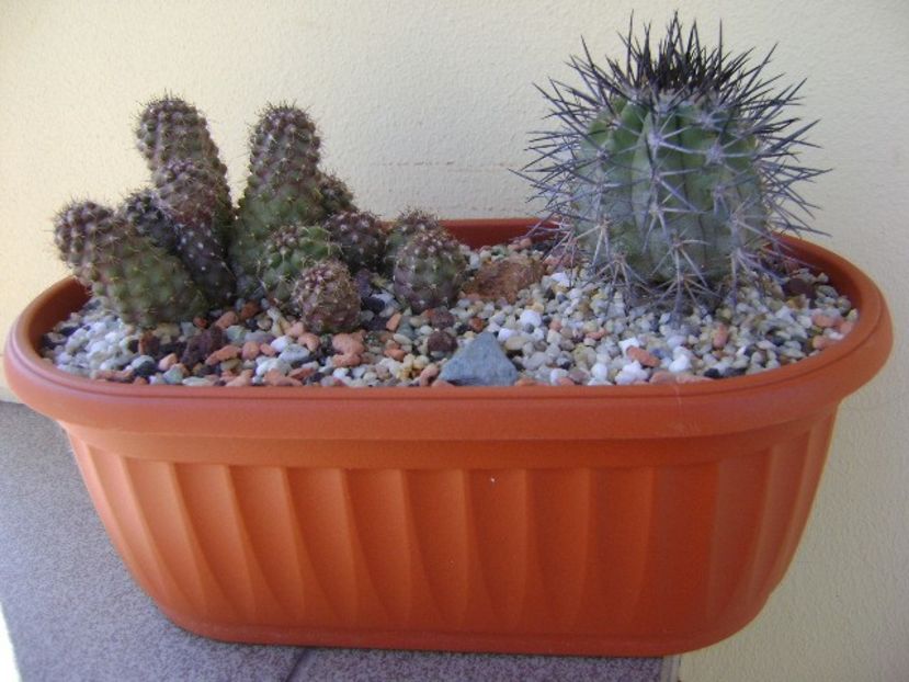 Grup de 2 Copiapoa - Cactusi 2018 continuare