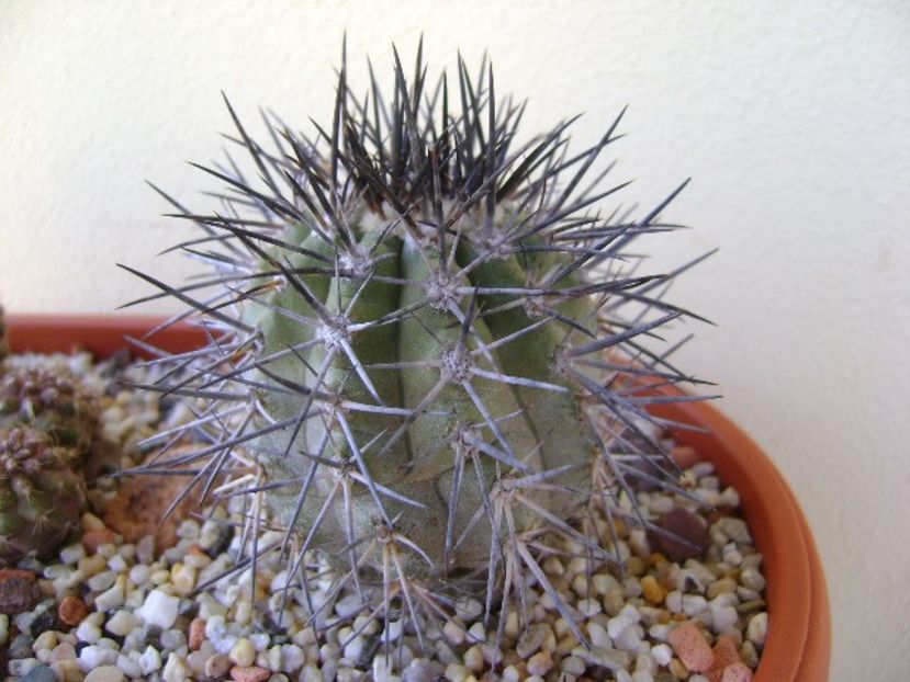 Copiapoa calderana - Cactusi 2018 continuare