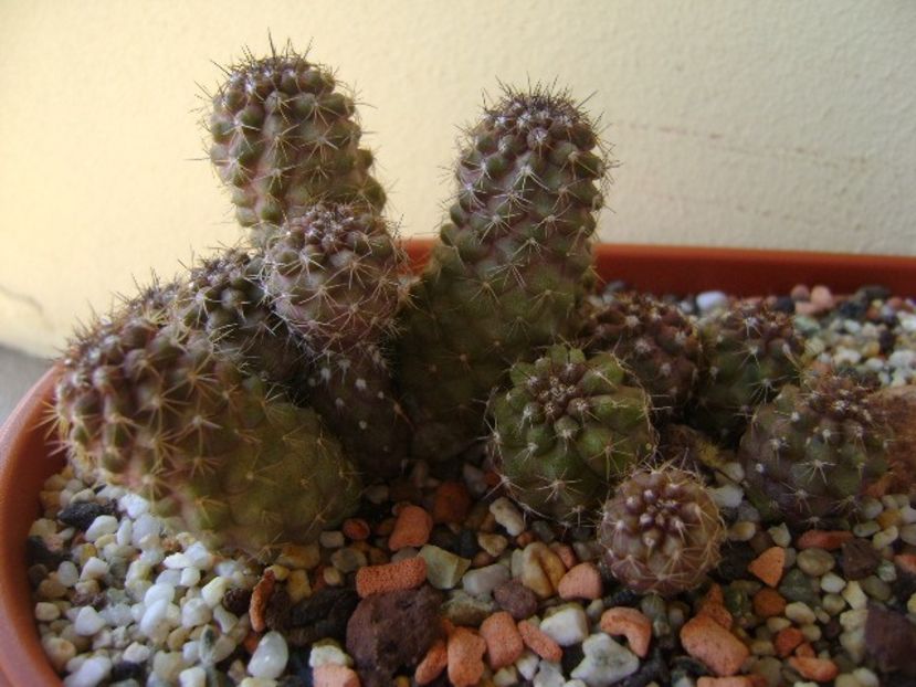 Copiapoa humilis - Cactusi 2018 continuare