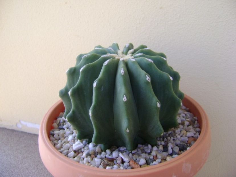 Ferocactus glaucescens f. inermis - Cactusi 2018 continuare