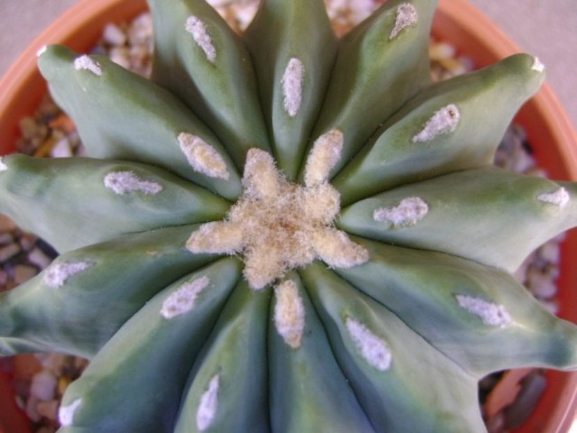 Ferocactus glaucescens f. inermis - Cactusi 2018 continuare