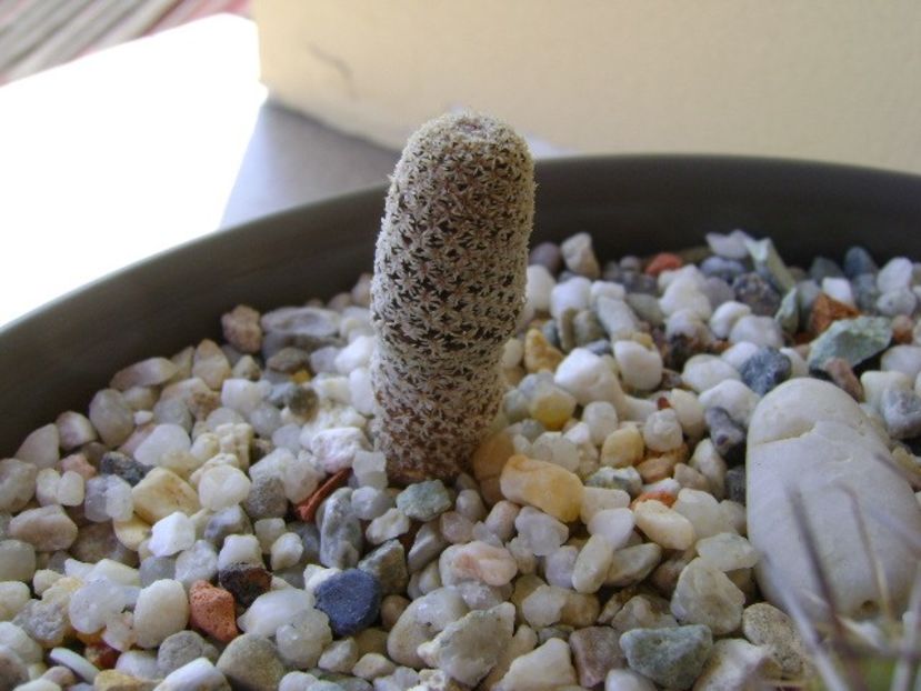 Eriosyce napina v. duripulpa, Atacama, El Trapiche, Chile - Cactusi 2018 continuare