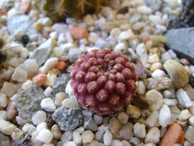 Eriosyce napina - Cactusi 2018 continuare