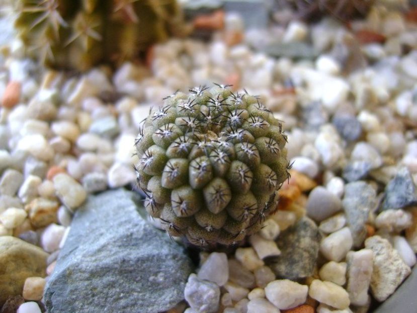 Eriosyce odieri ssp. glabrescens - Cactusi 2018 continuare