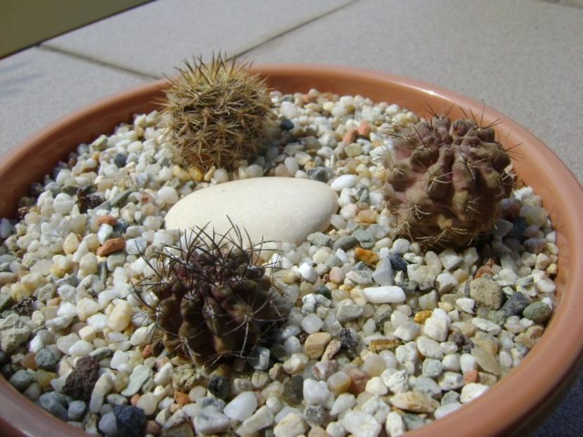 Grup de 3 Neoporteria (Eriosyce) - Cactusi 2018 continuare