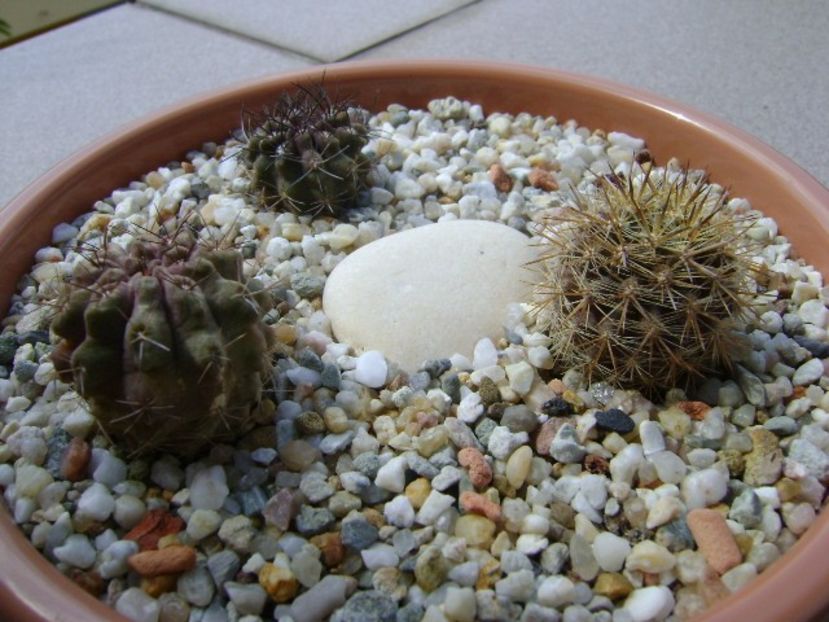 Grup de 3 Neoporteria (Eriosyce) - Cactusi 2018 continuare