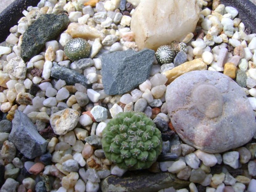 Grup de 3 cactusi - Cactusi 2018 continuare