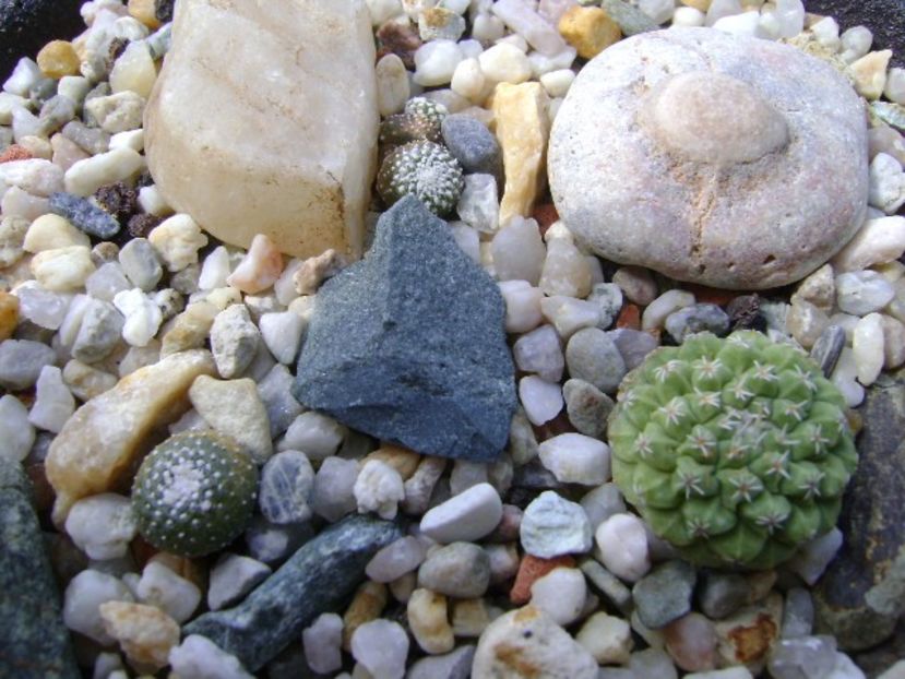 Grup de 3 cactusi - Cactusi 2018 continuare