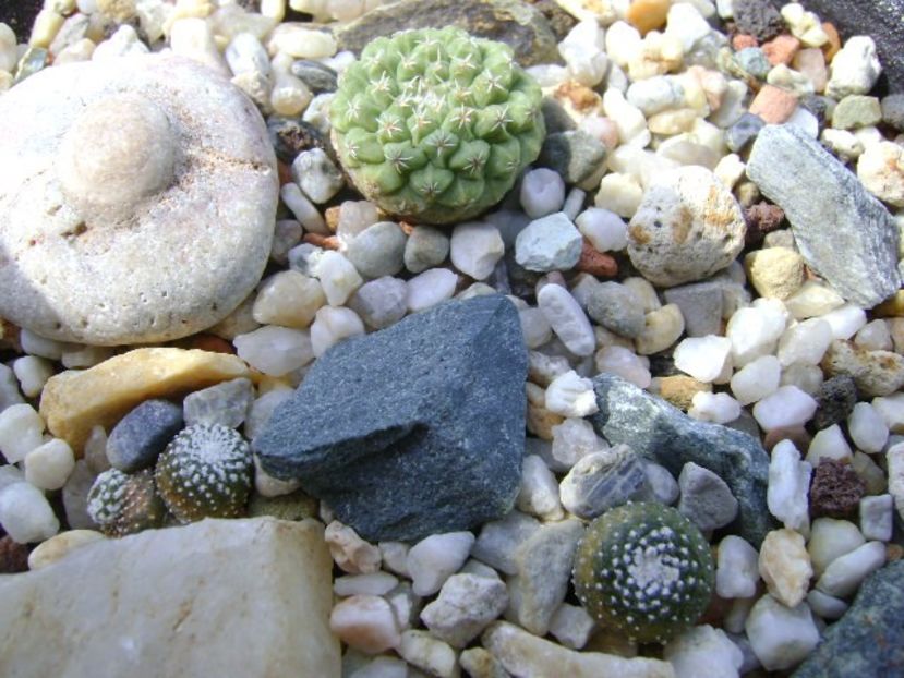 Grup de 3 cactusi - Cactusi 2018 continuare