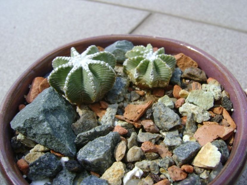 Aztekium hintonii, San Jose del Rio Galeana, Mx (2 ex.) - Cactusi 2018 continuare