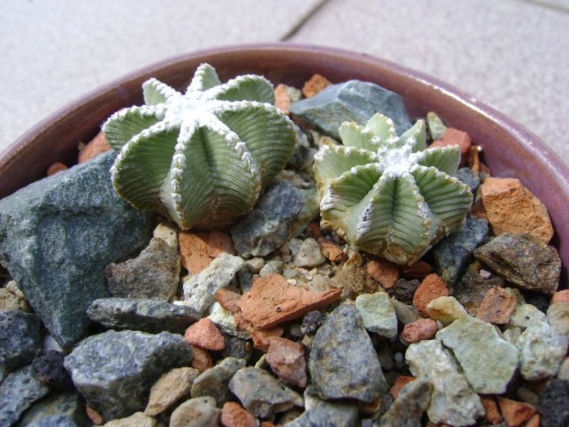 Aztekium hintonii, San Jose del Rio Galeana, Mx (2 ex.) - Cactusi 2018 continuare